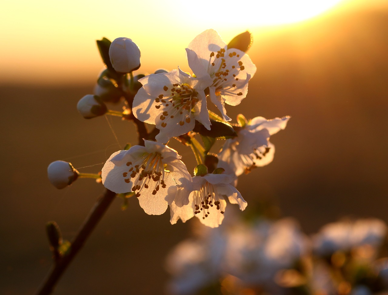 flowers  white  light free photo