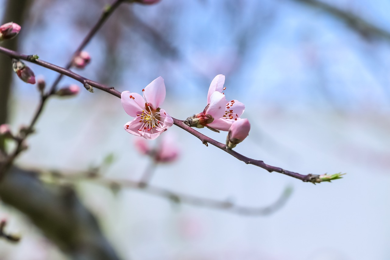 flowers  peach blossom  branch free photo