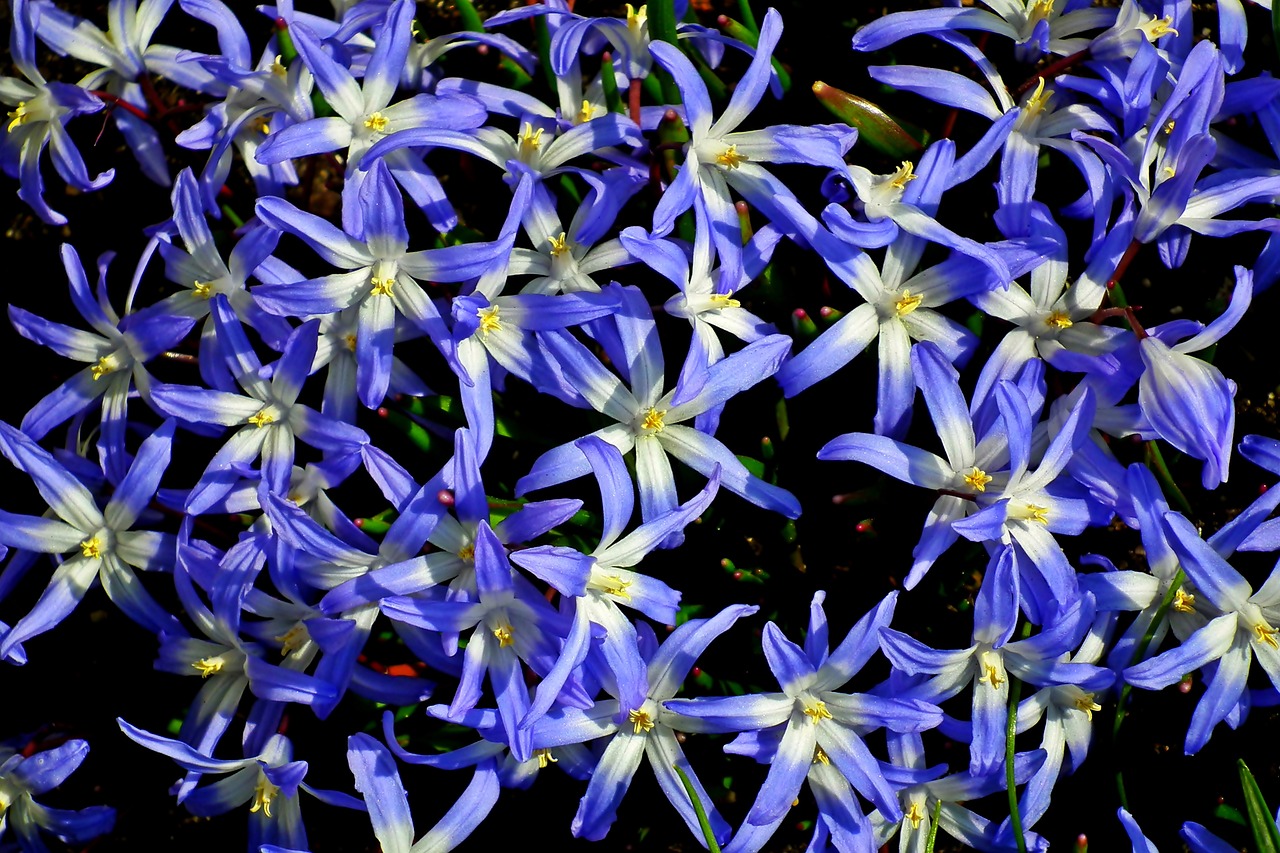 flowers  blue  spring free photo