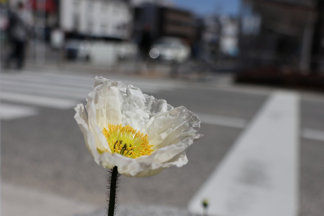 flowers  white  bloom free photo