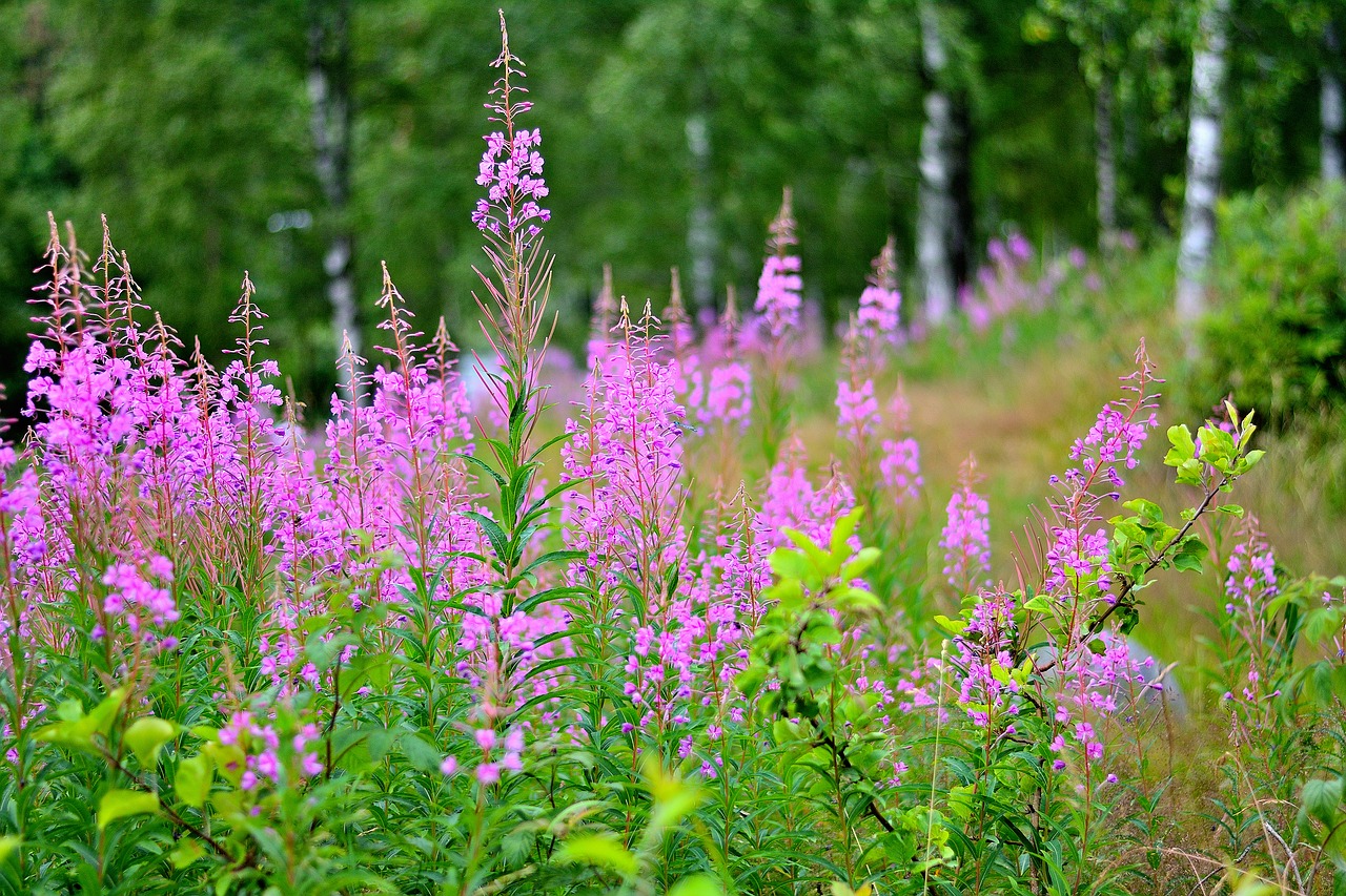 flowers  nature  blossom free photo