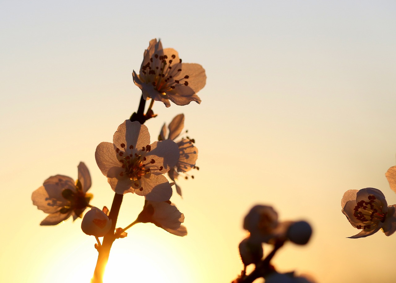 flowers  casey  white free photo