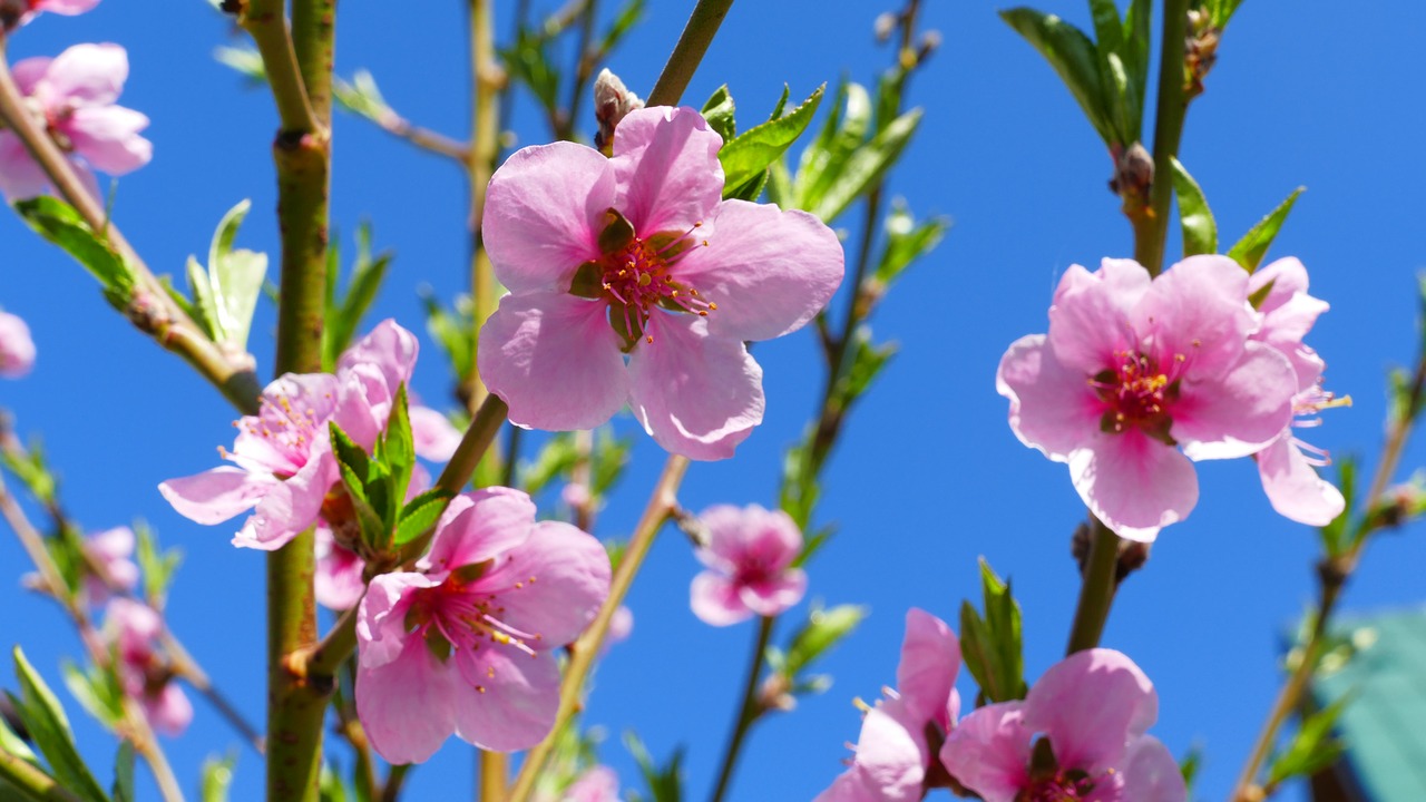 flowers  peach  nature free photo