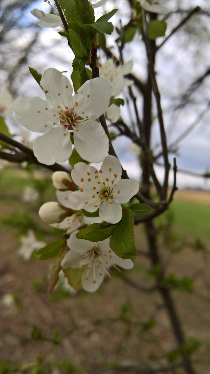 flowers  white  close up free photo