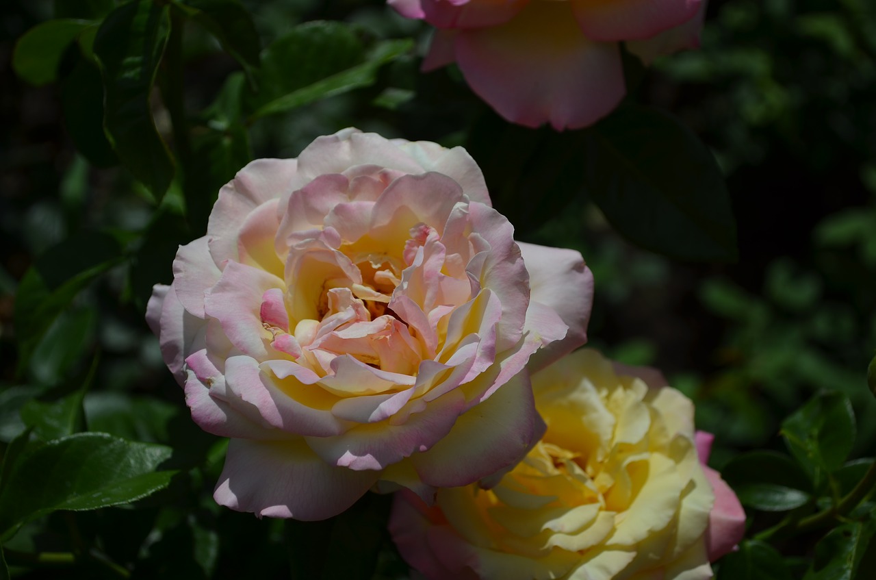 flowers  rose  petals free photo