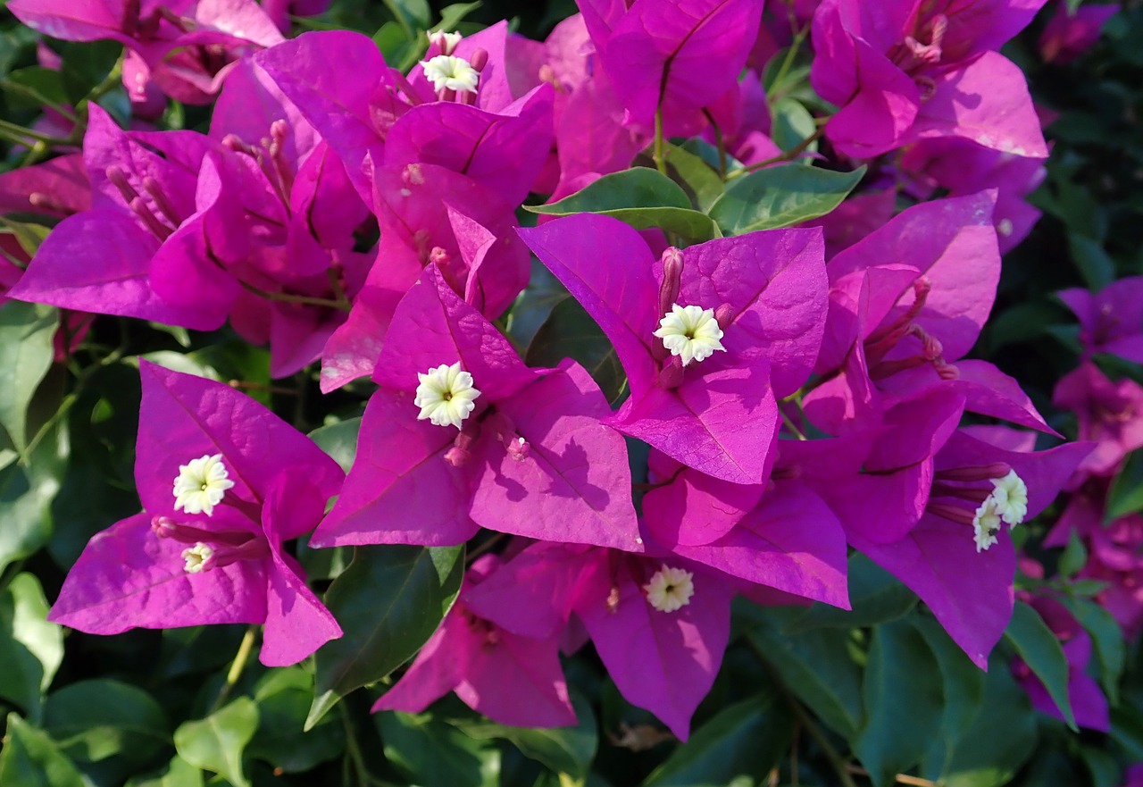 flowers  bouganvillea  climber free photo