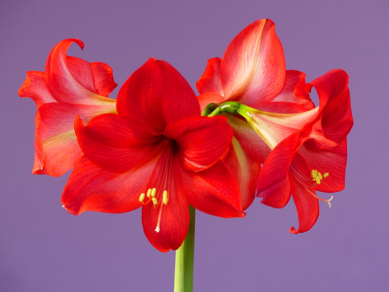 flowers  amaryllis  blossom free photo