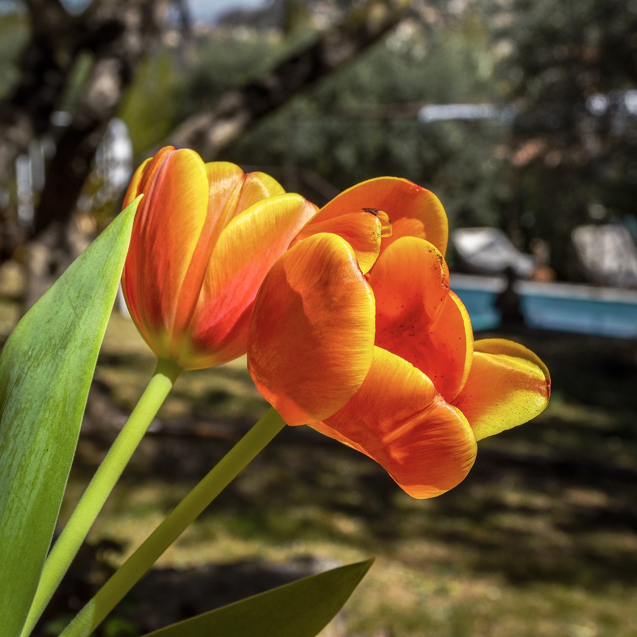 flowers  blooming  orange free photo