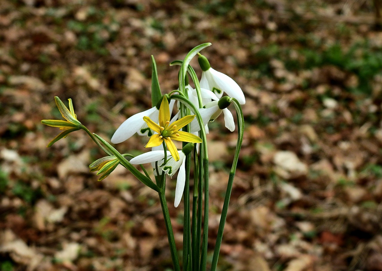 flowers  nature  beauty free photo