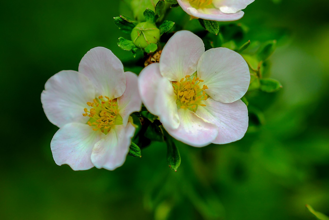 flowers  macro  nature free photo