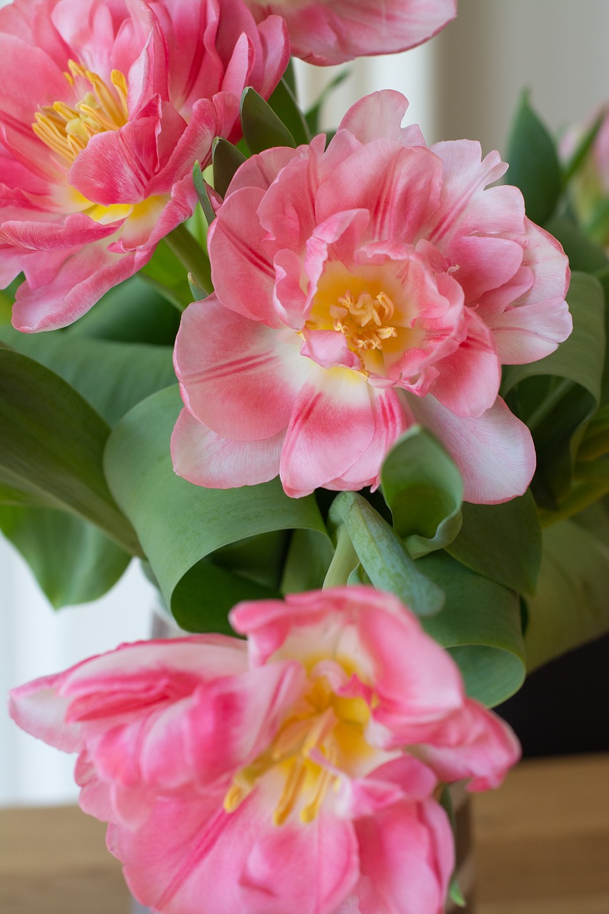 flowers  bouquet  tulips free photo