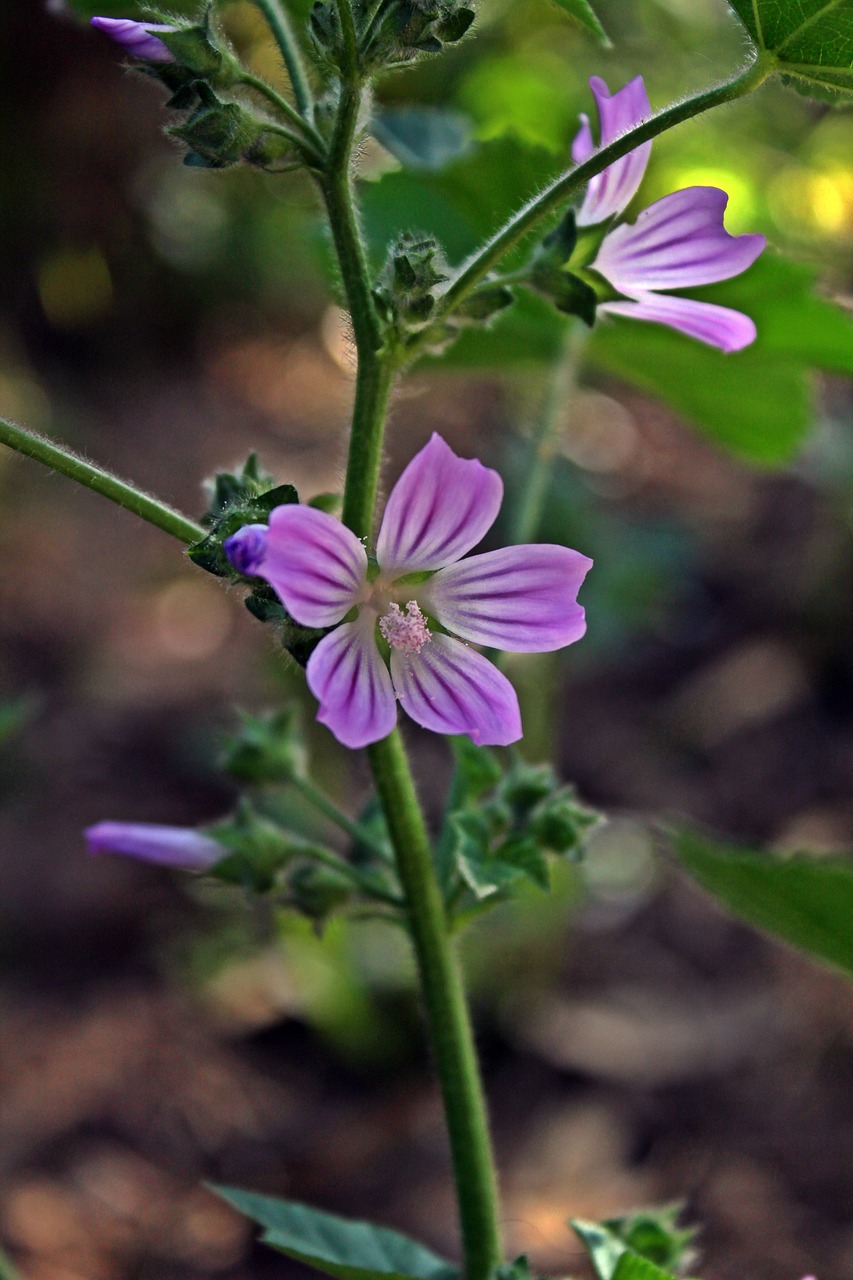 flowers  margaret  nature free photo