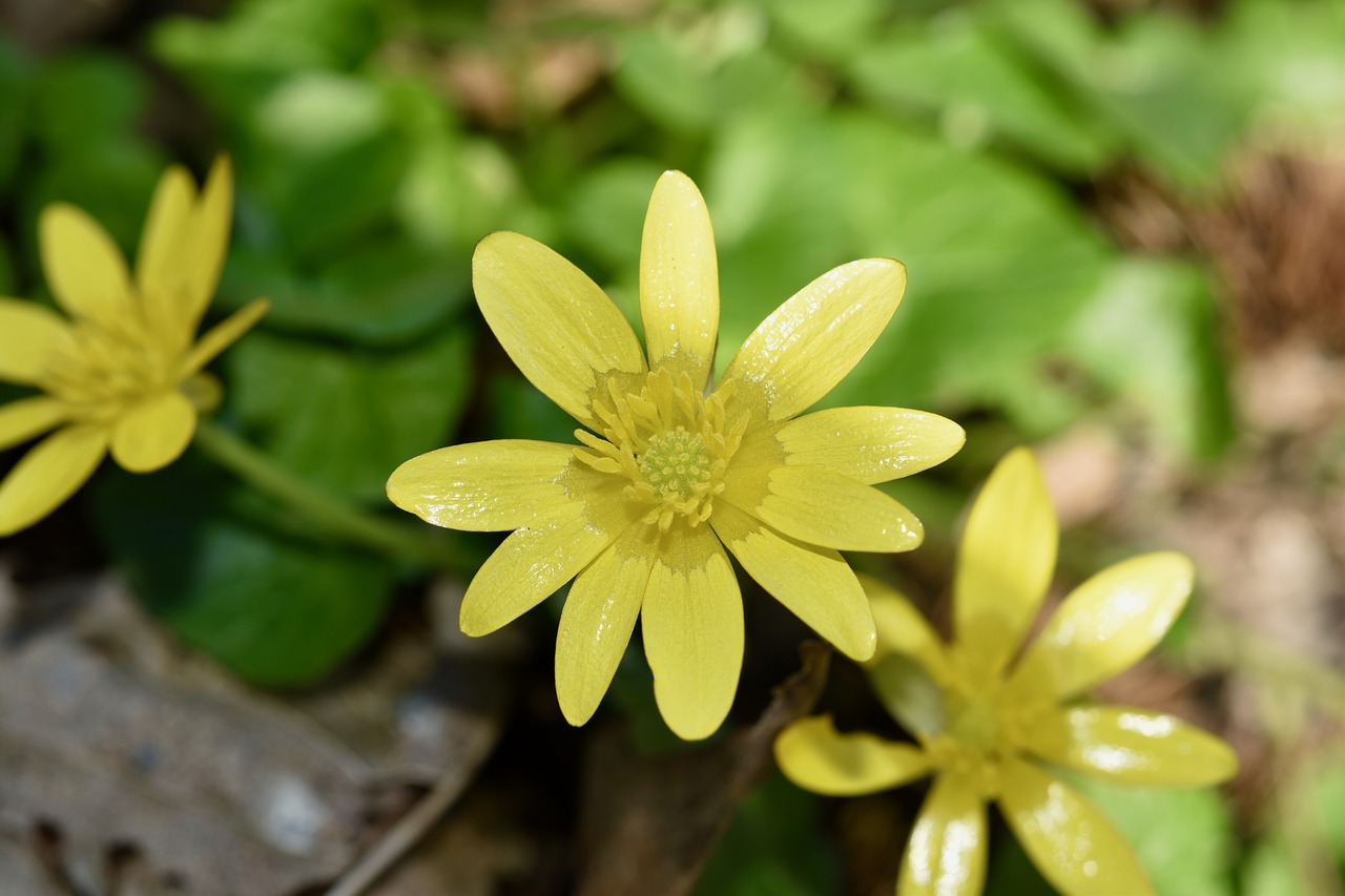 flowers  flower  buttercups free photo