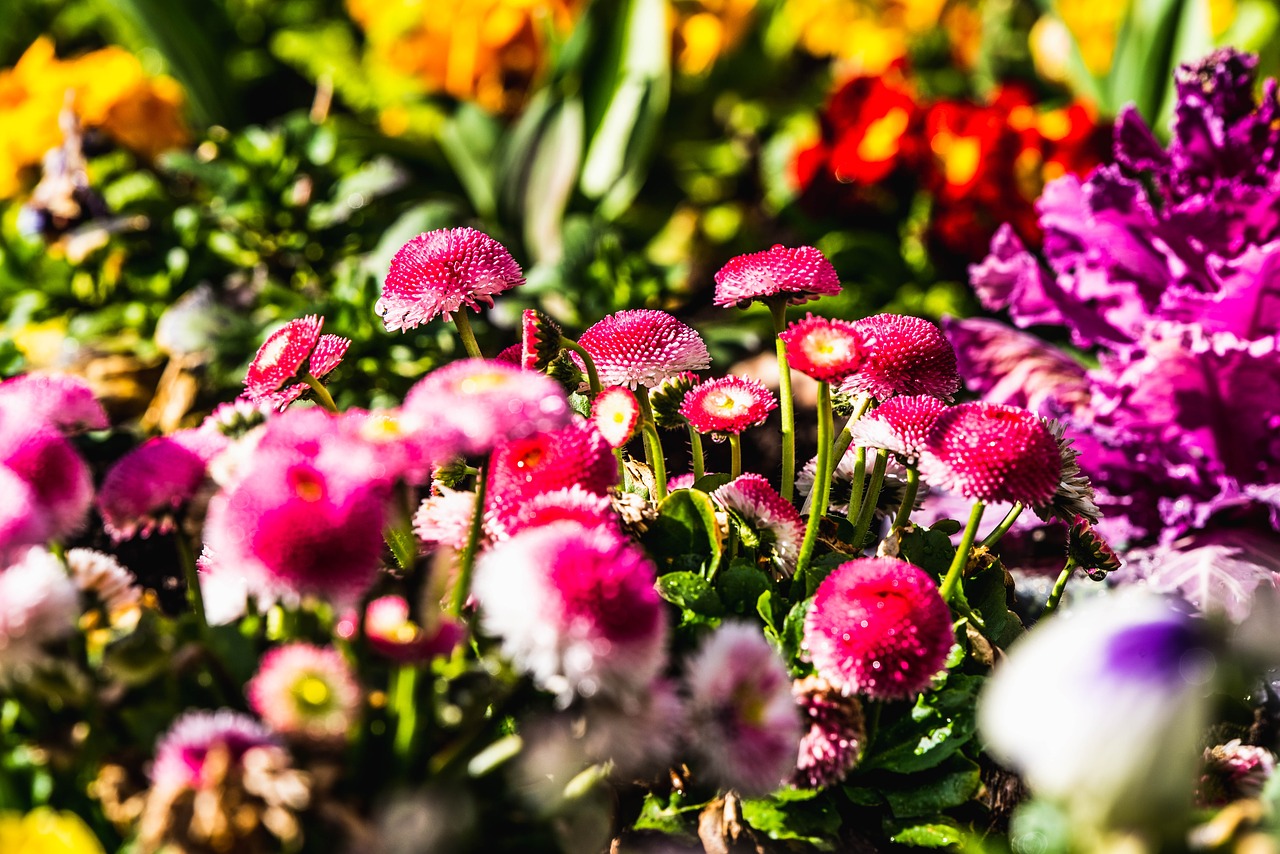 flowers  flower bed  pink free photo