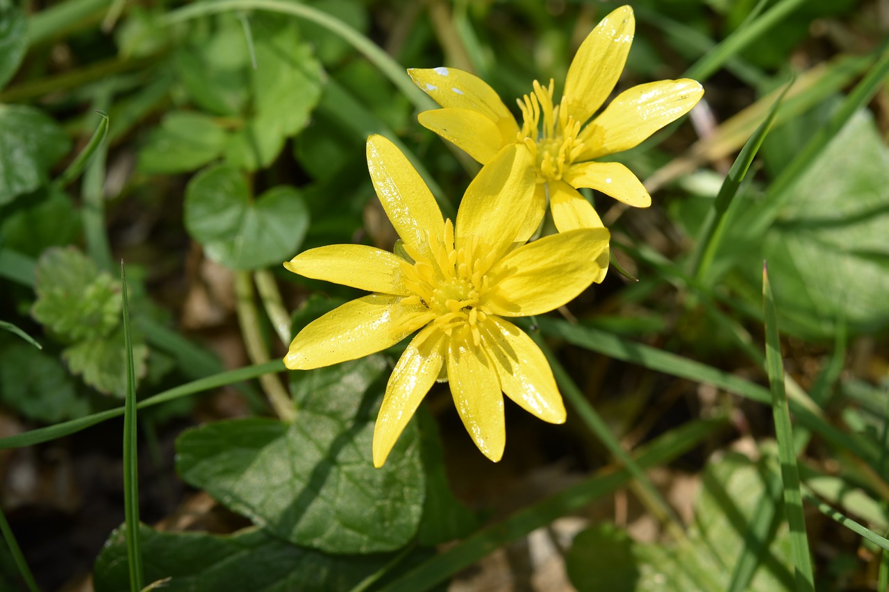 flowers  flowers gold buttons  green leaves free photo