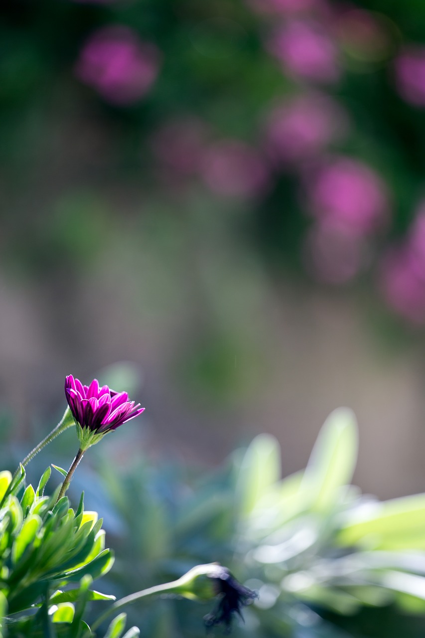 flowers  purple  green free photo