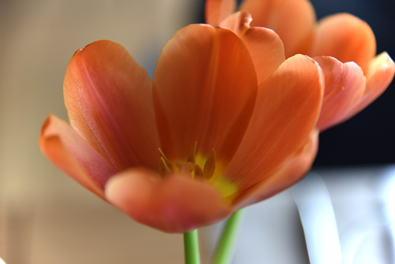 flowers  tulips  duo free photo