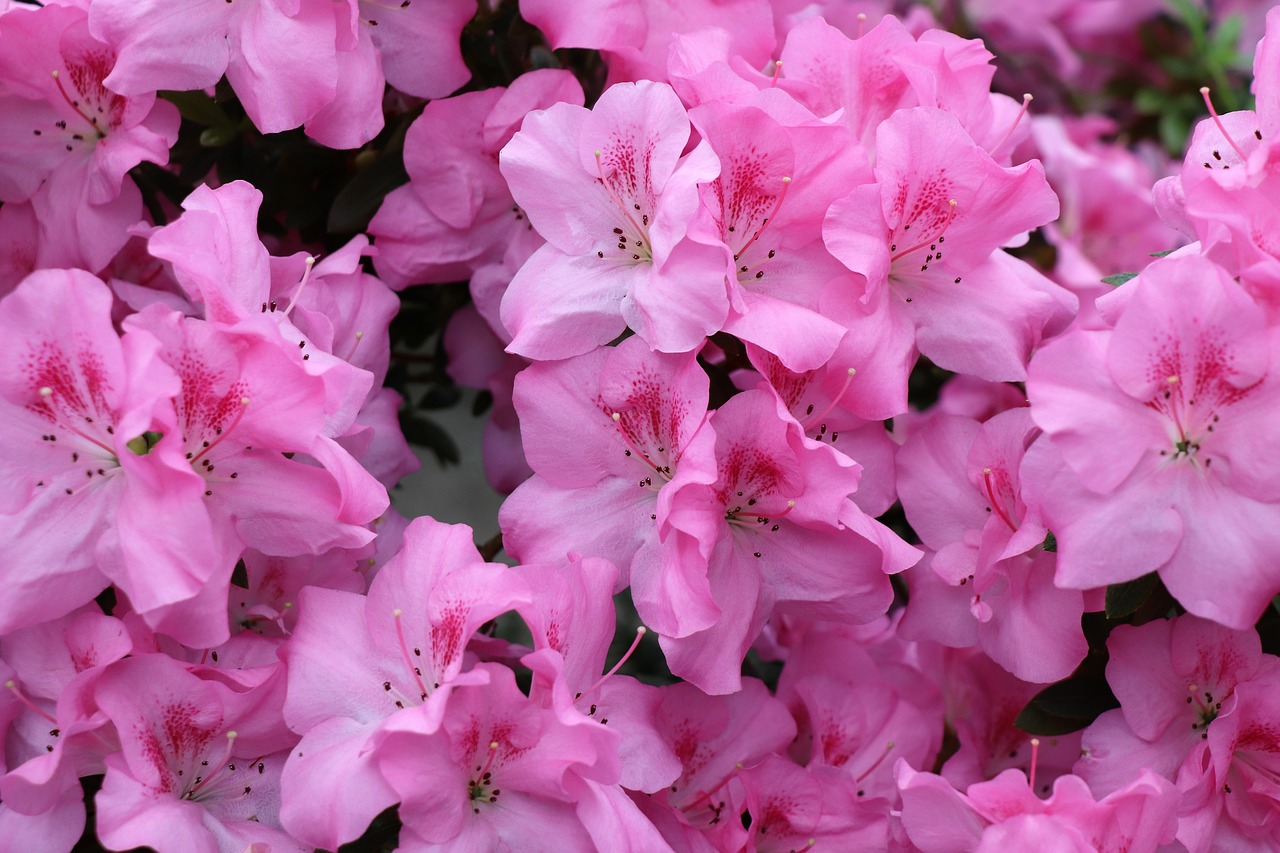 flowers  azalea  bush free photo