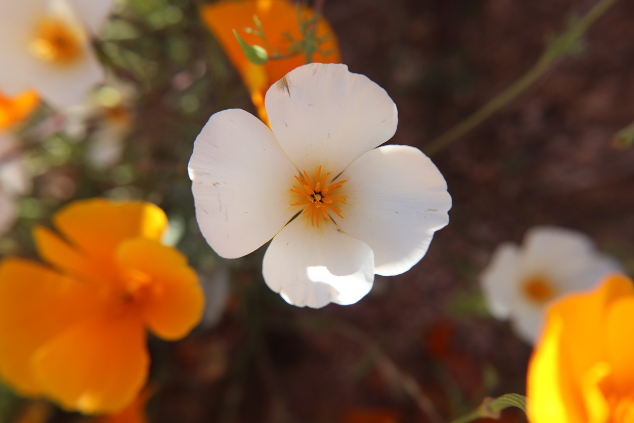 flowers  desert  poppies free photo