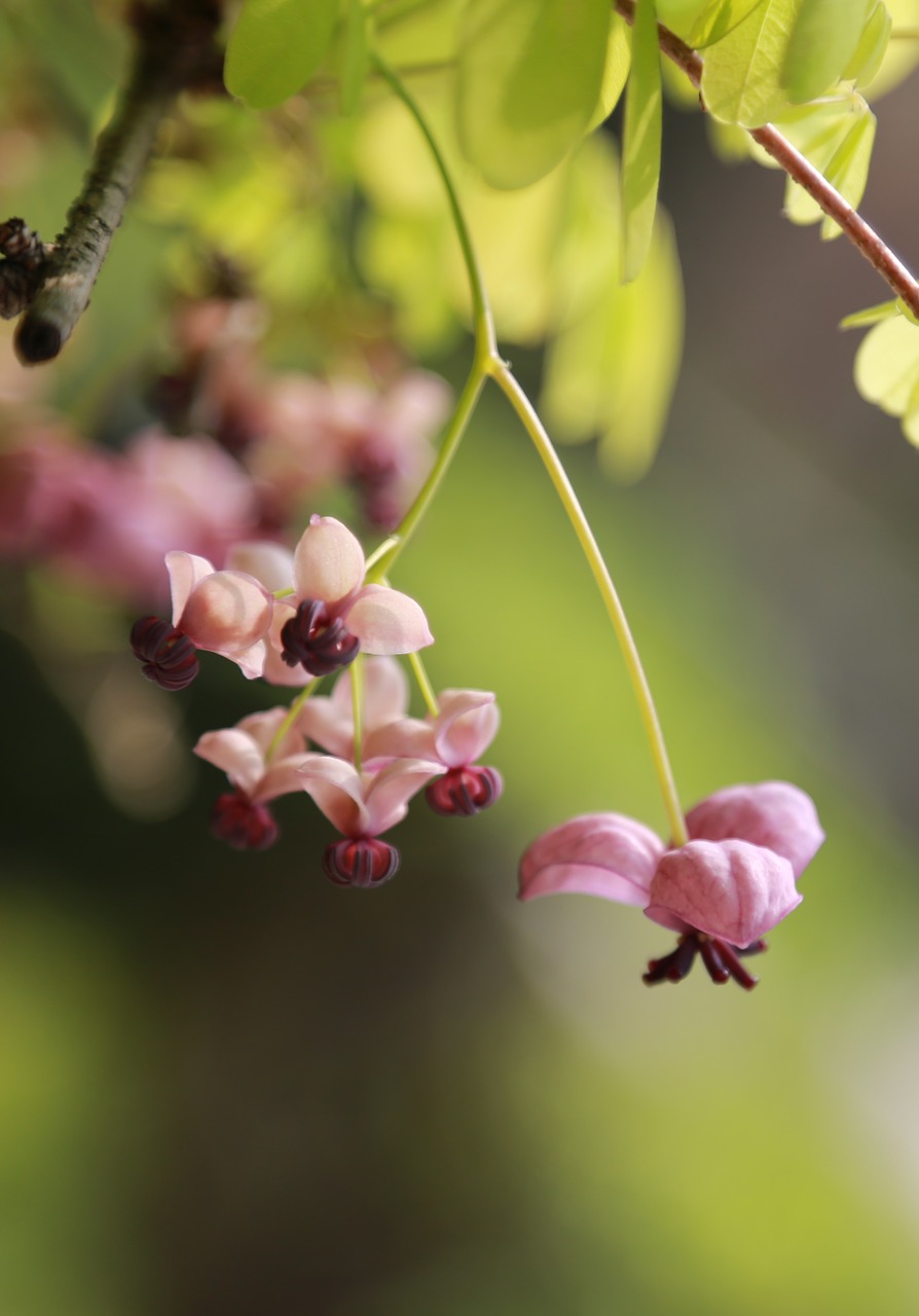 flowers  wildflower  plants free photo