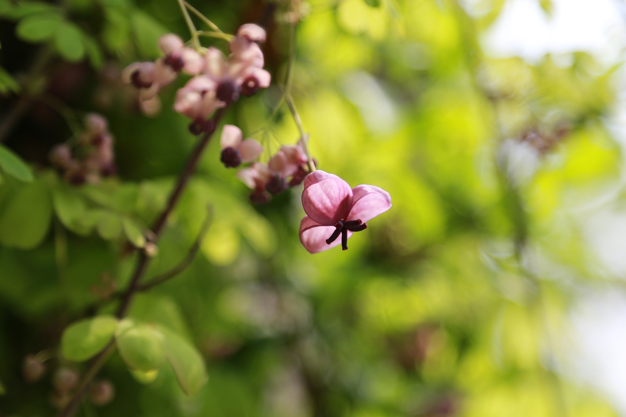 flowers  wildflower  plants free photo