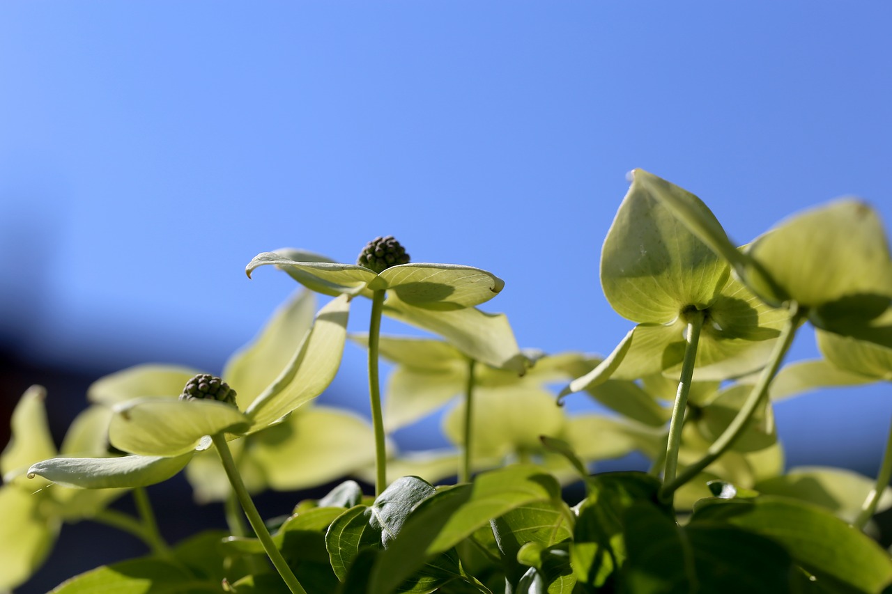 flowers  cornus  garden free photo