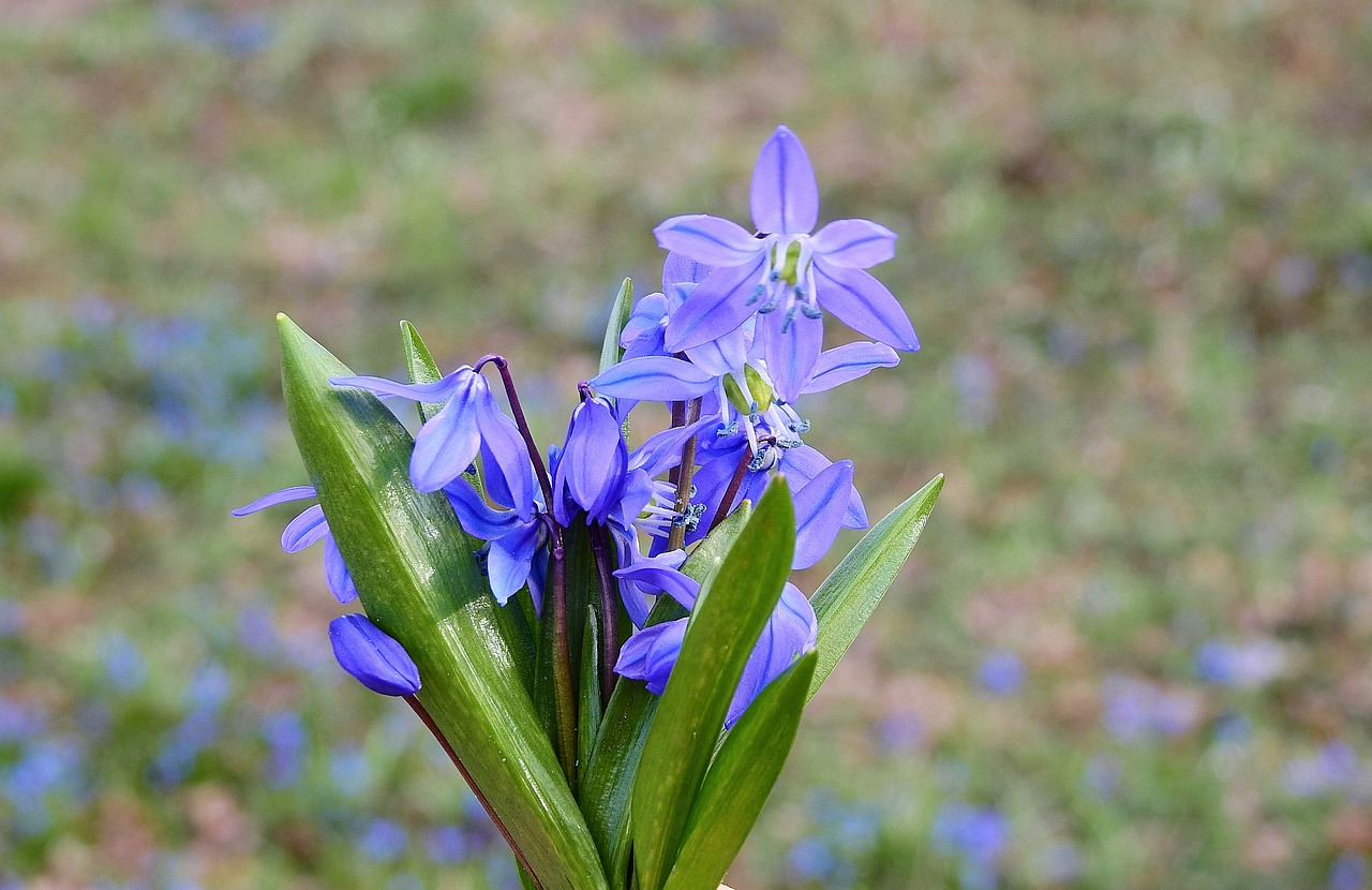 flowers  bouquet  spring free photo