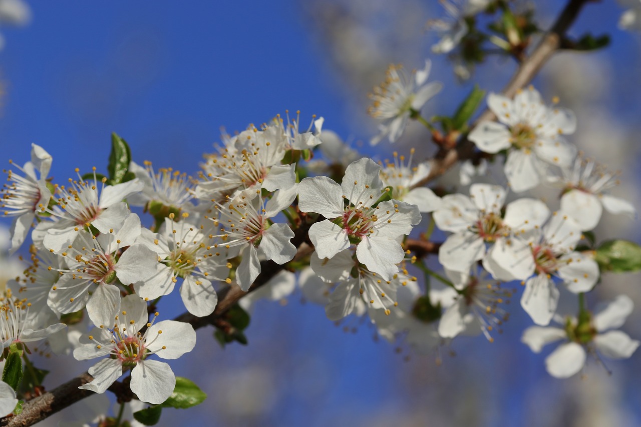 flowers  white  casey free photo