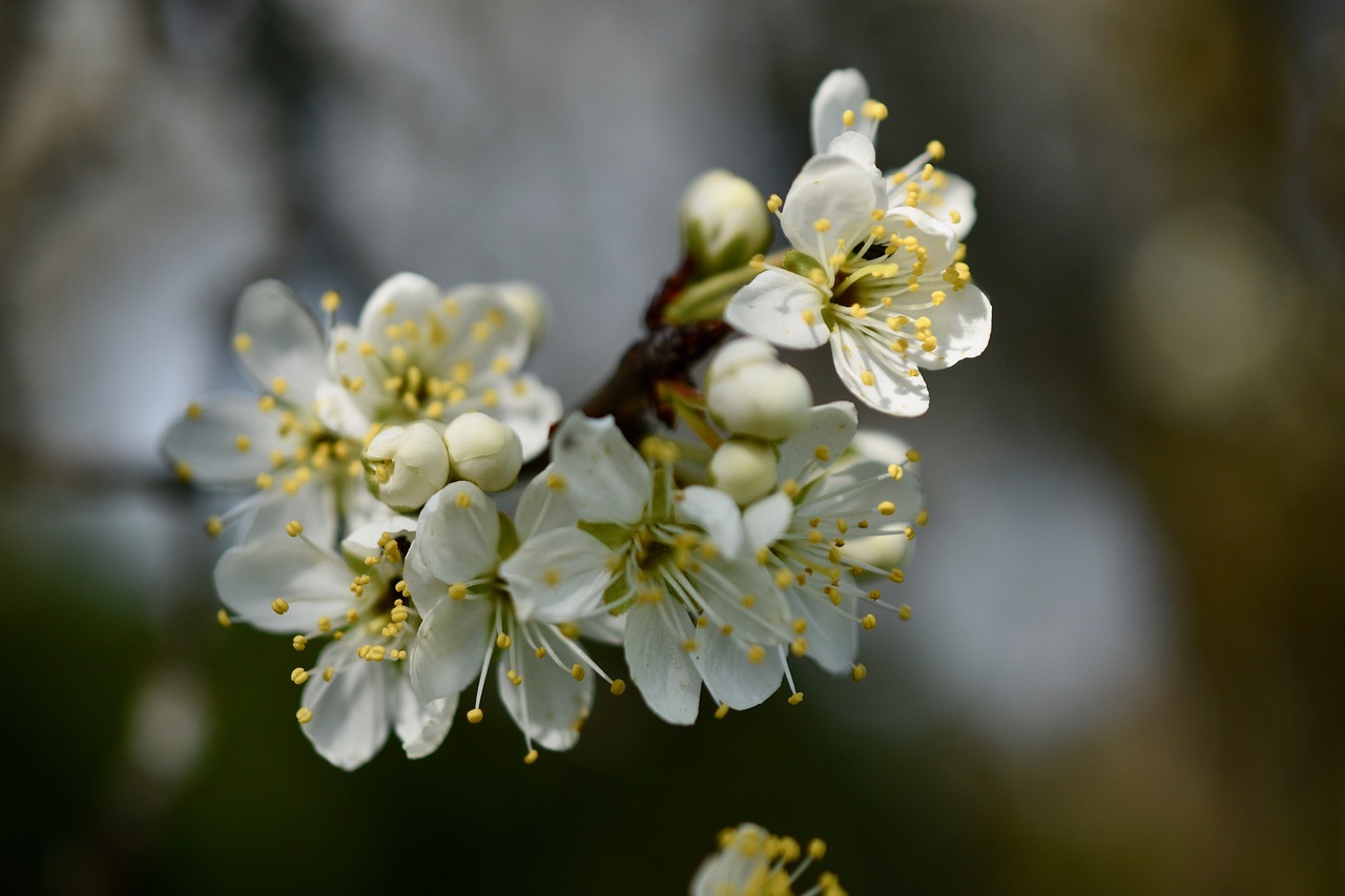 flowers  cherry white  spring free photo