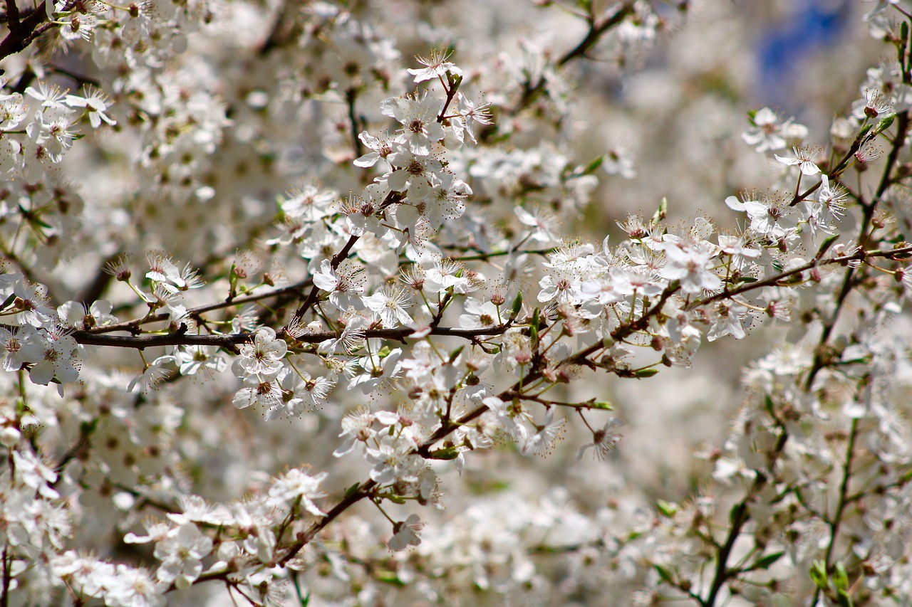 flowers  cherry  tree free photo