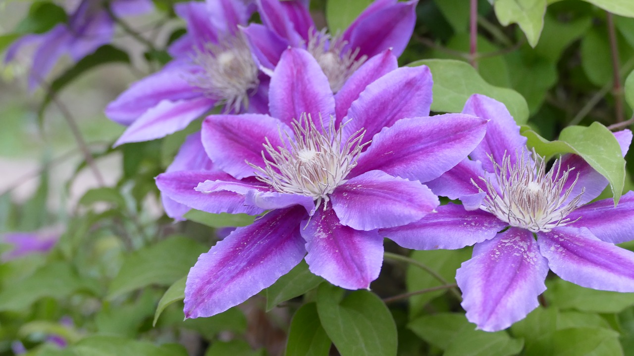 flowers  purple  lavender free photo