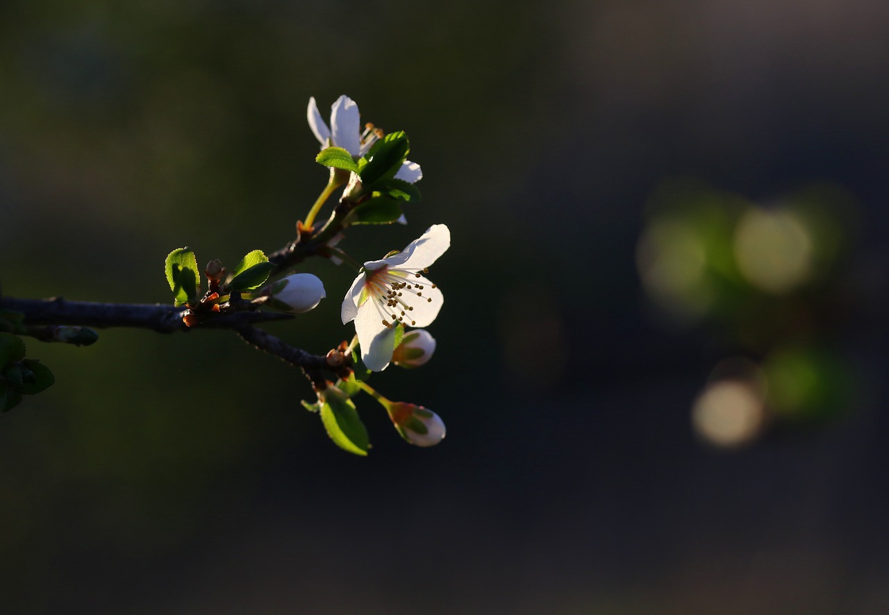 flowers  branch  white free photo