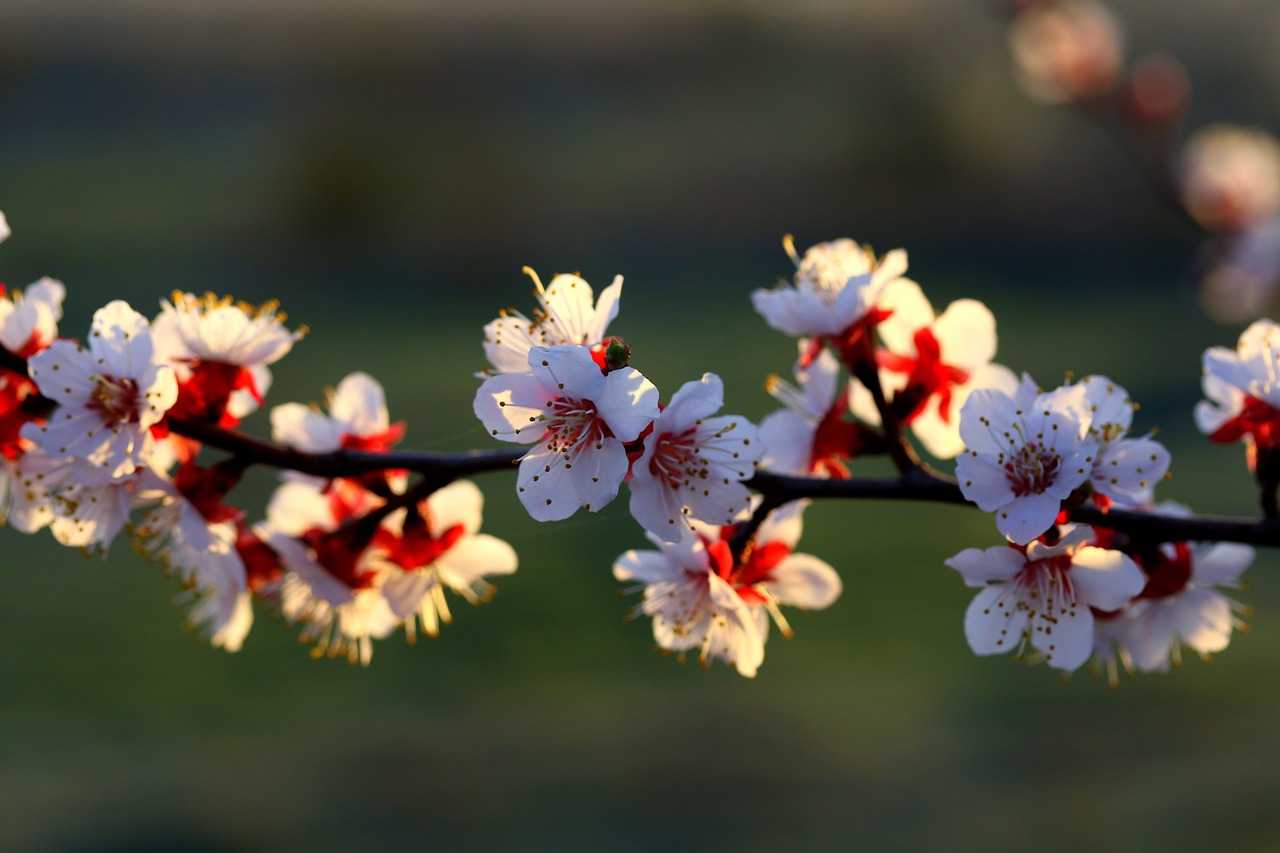 flowers  branch  white free photo