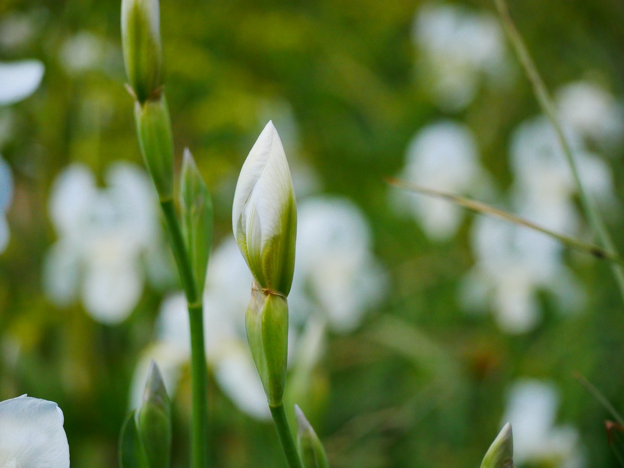 flowers  meadow  landscape free photo