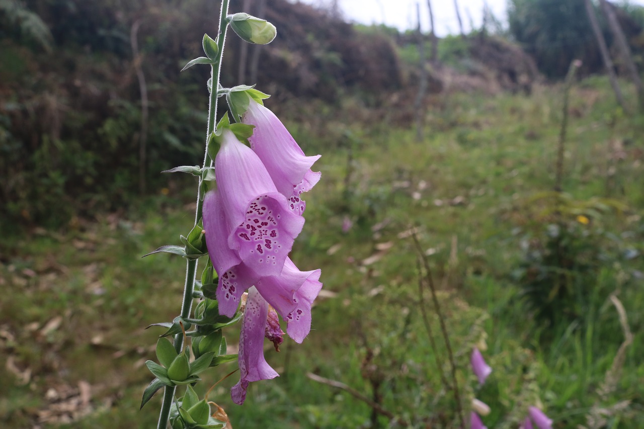 flowers  nature  flower free photo