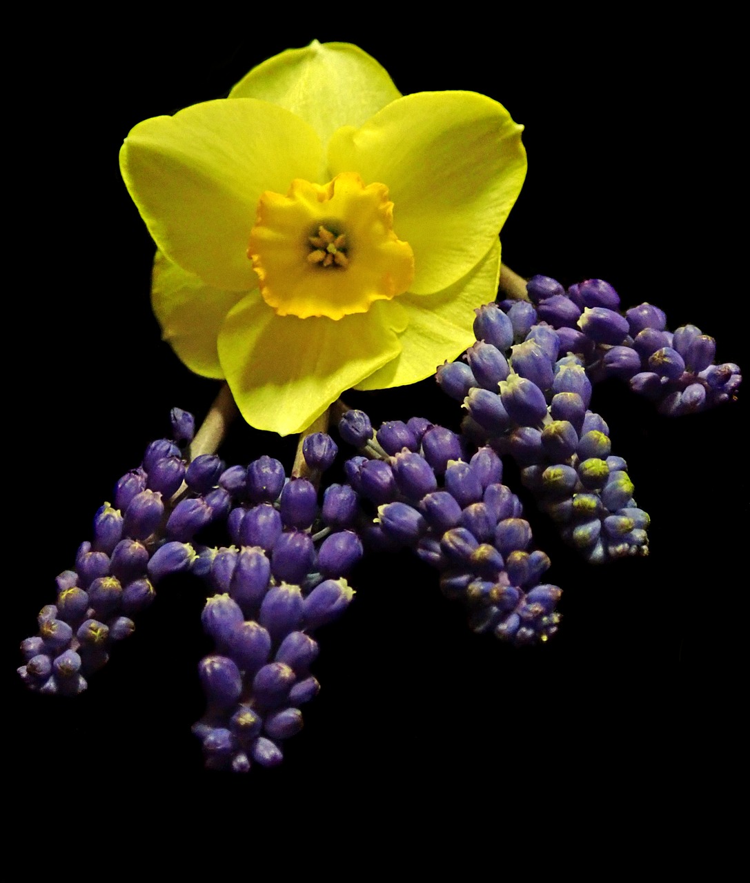 flowers  daffodil  hyacinth free photo