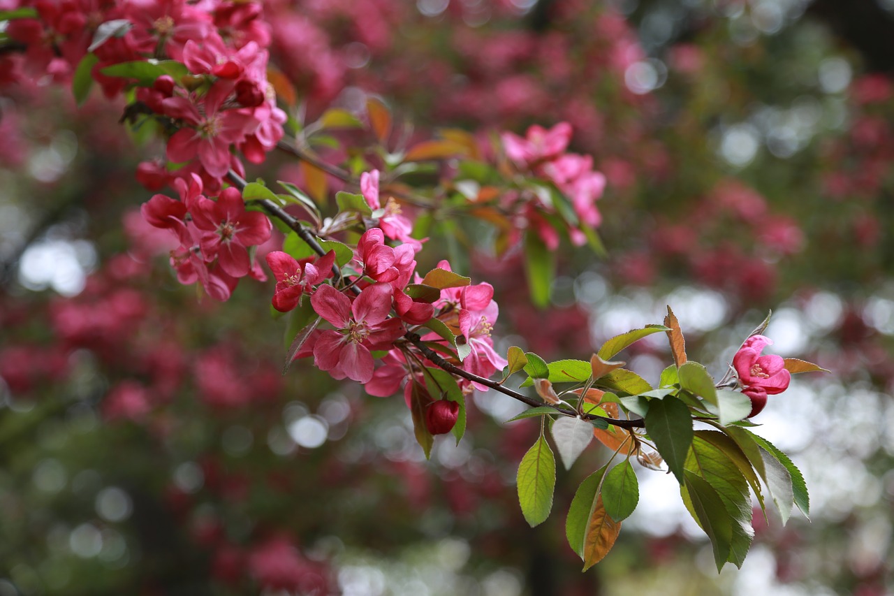 flowers  plants  wood free photo