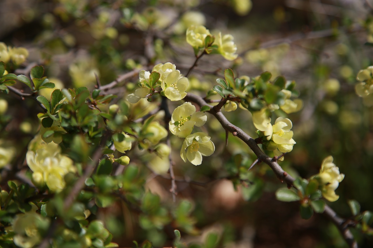 flowers  plants  nature free photo