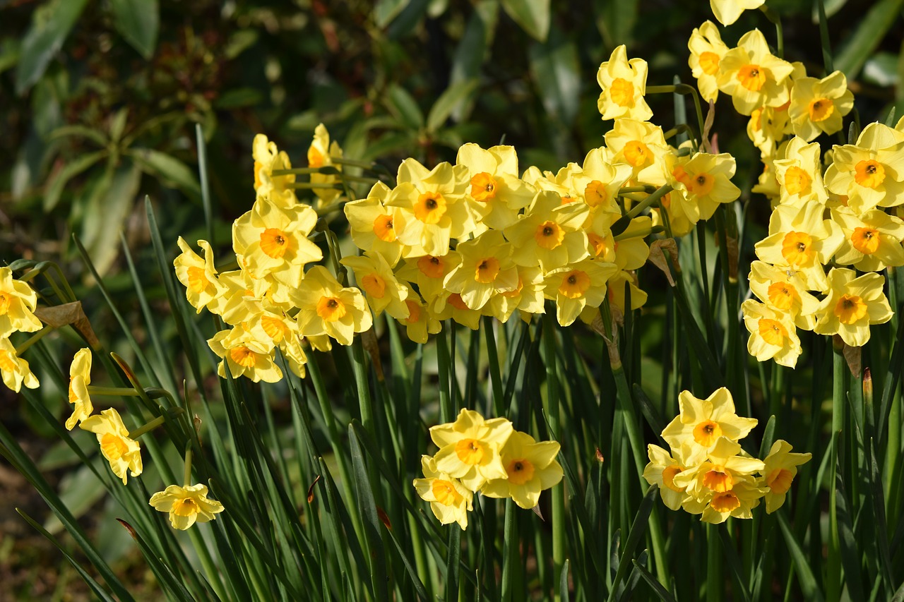 flowers  narcissus  daffodils free photo