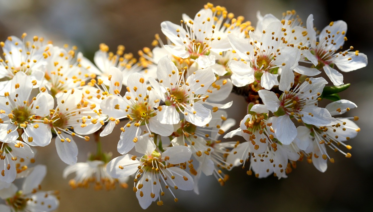 flowers  white  casey free photo