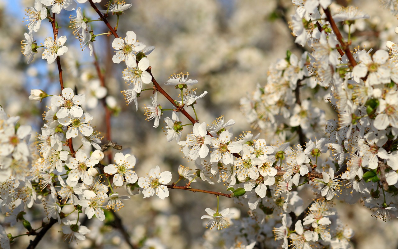 flowers  white  casey free photo