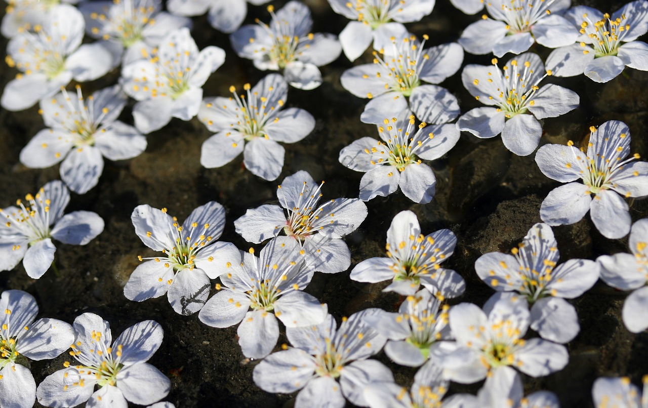 flowers  white  waterline free photo