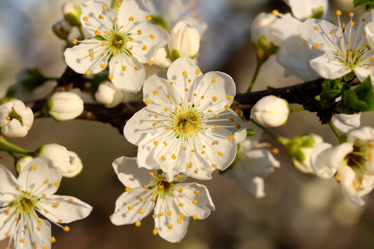 flowers  white  casey free photo