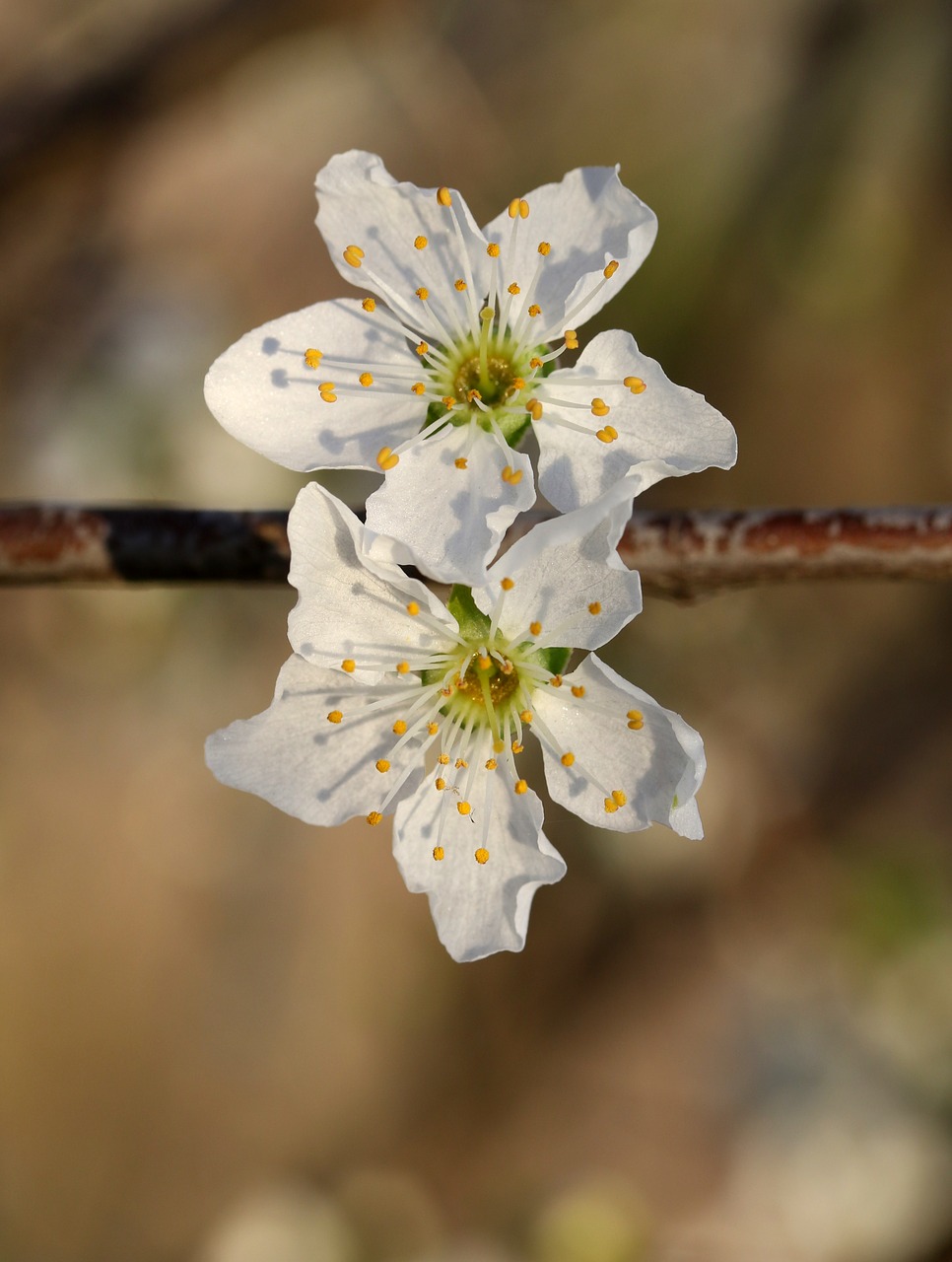 flowers  white  casey free photo