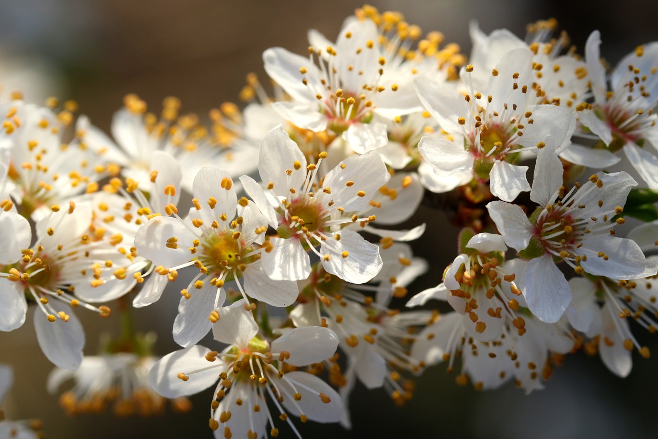 flowers  white  casey free photo