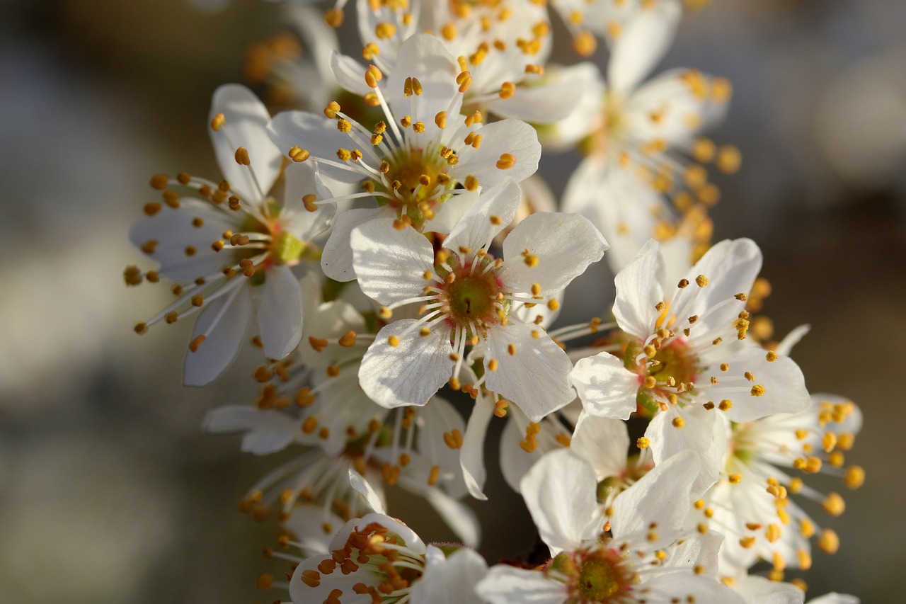 flowers  white  casey free photo