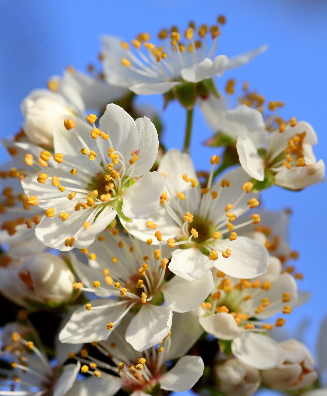 flowers  white  casey free photo