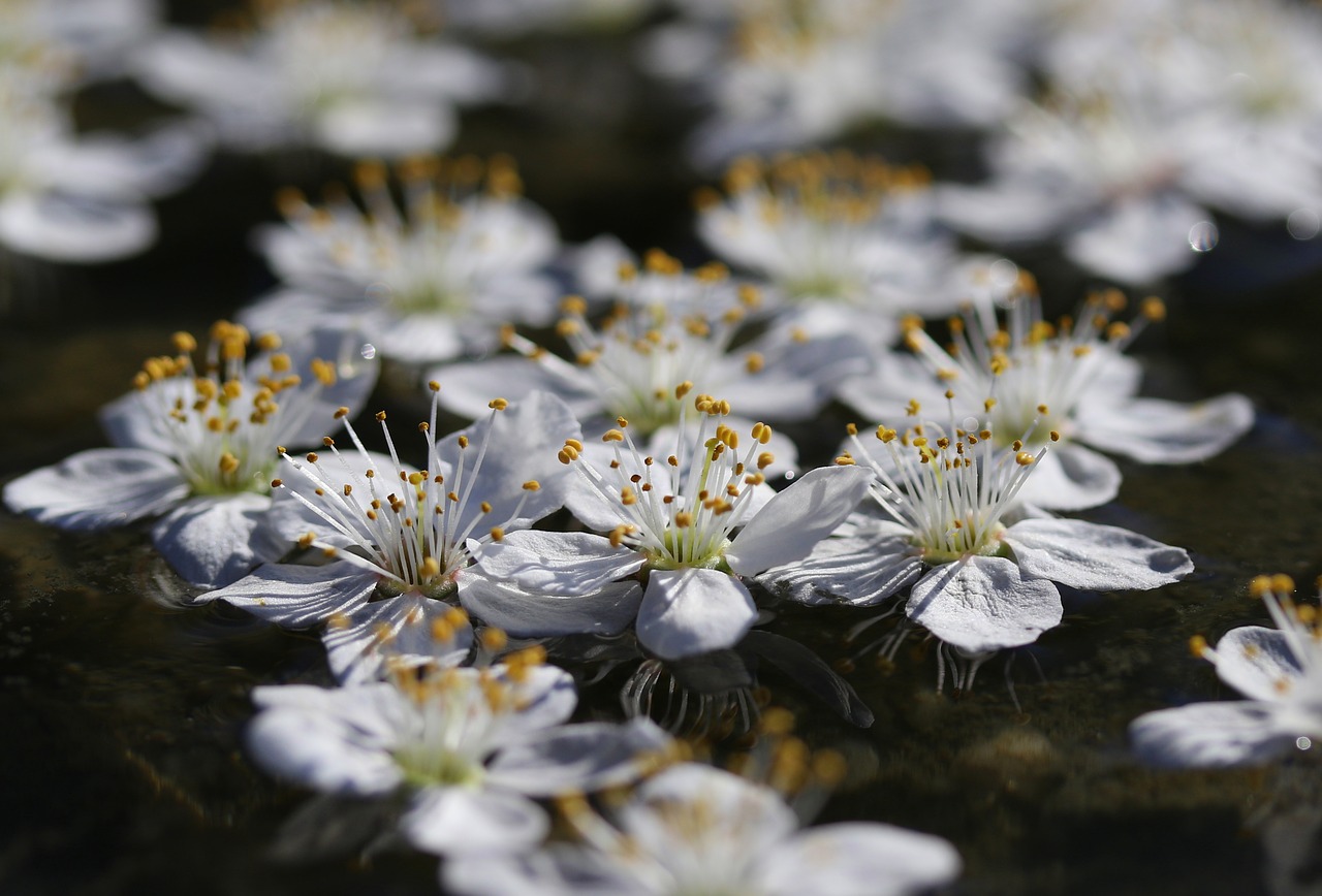 flowers  white  water free photo