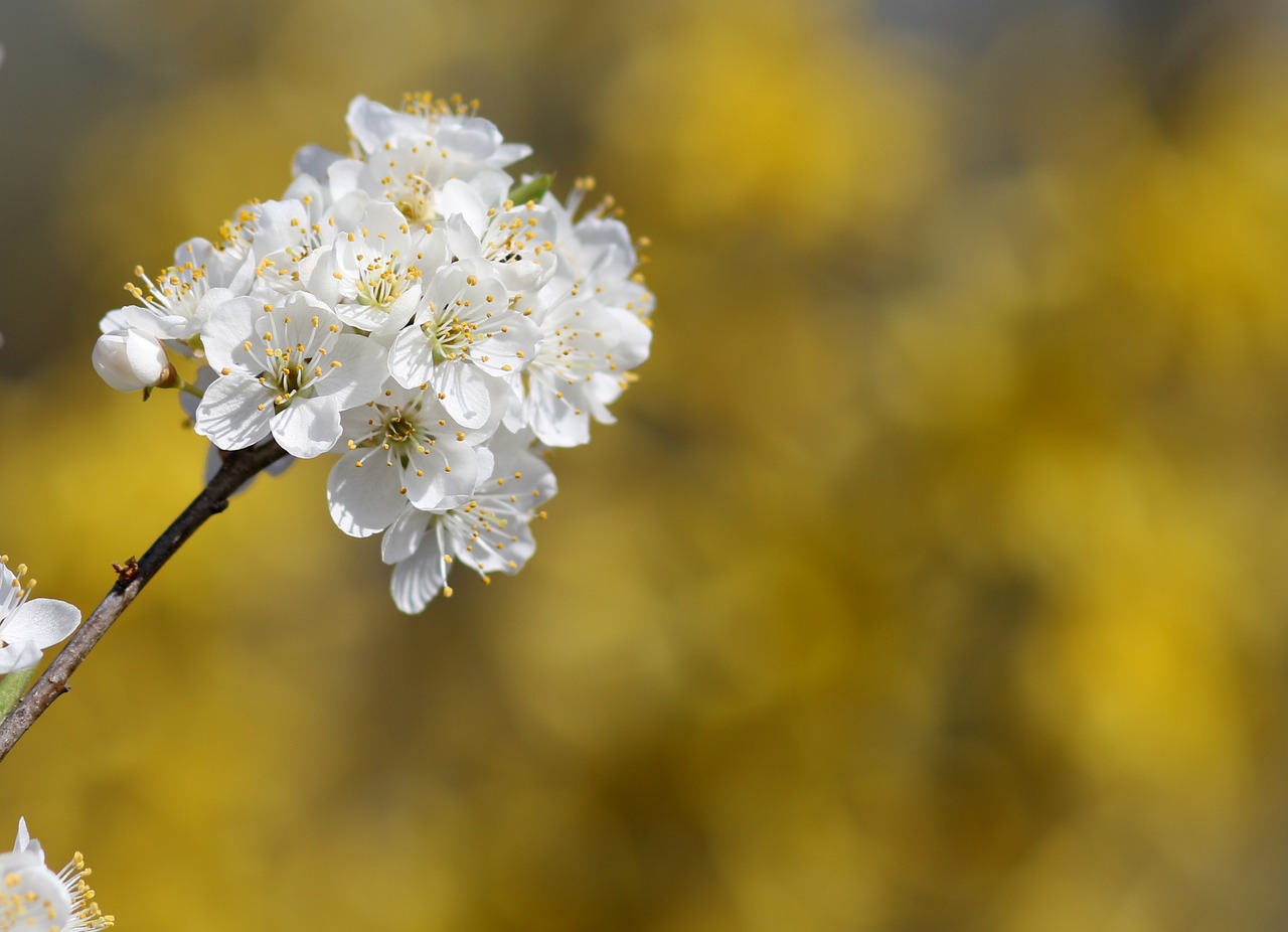 flowers  white  casey free photo