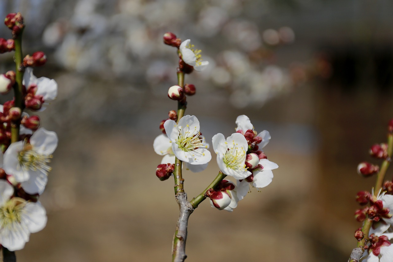 flowers  spring  nature free photo